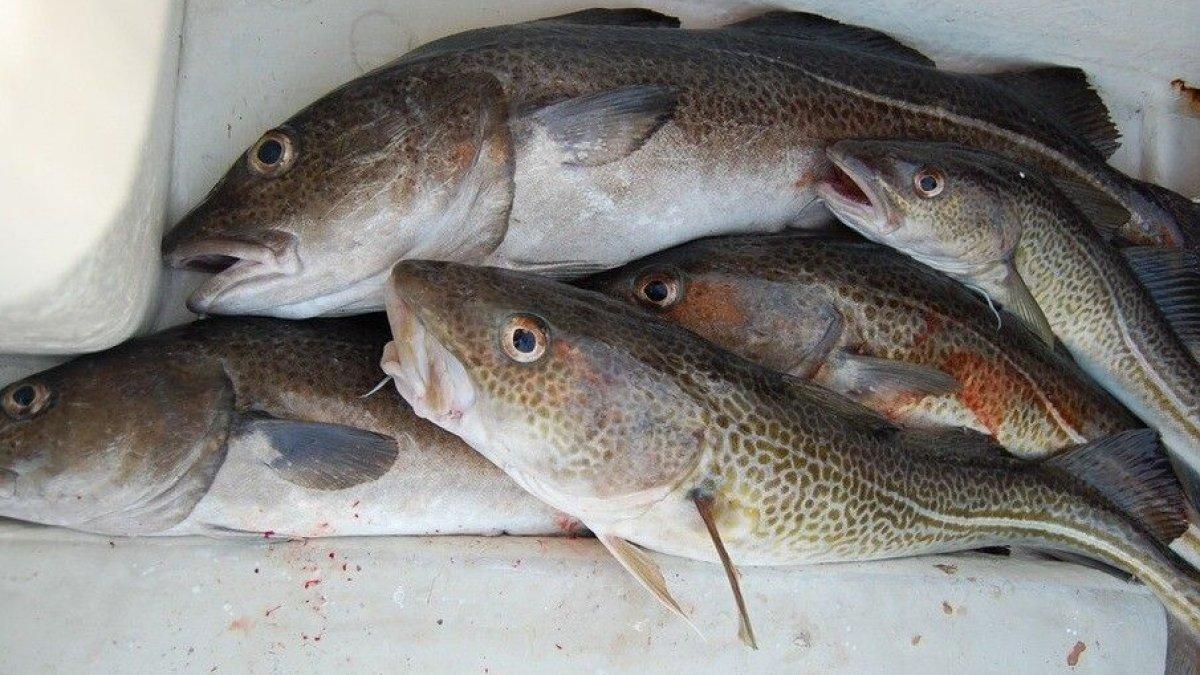 ikan kod