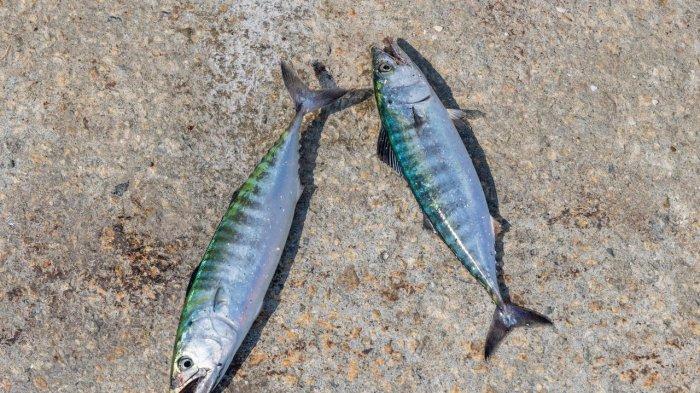 Ikan makarel, salah satu ikan yang bagus untuk kesehatan otak