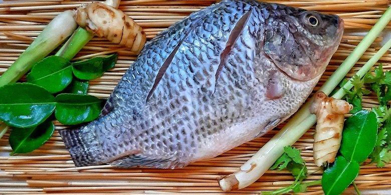ilustrasi ikan mujair