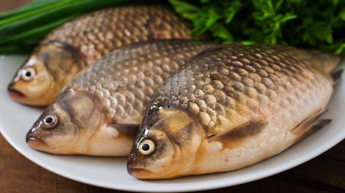 Ilustrasi ikan nila, ikan yang bagus untuk menu MPASI si kecils