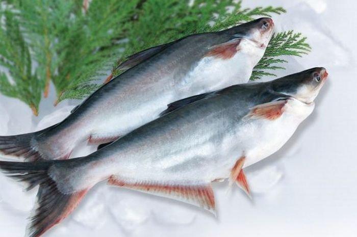 ilustrasi ikan patin