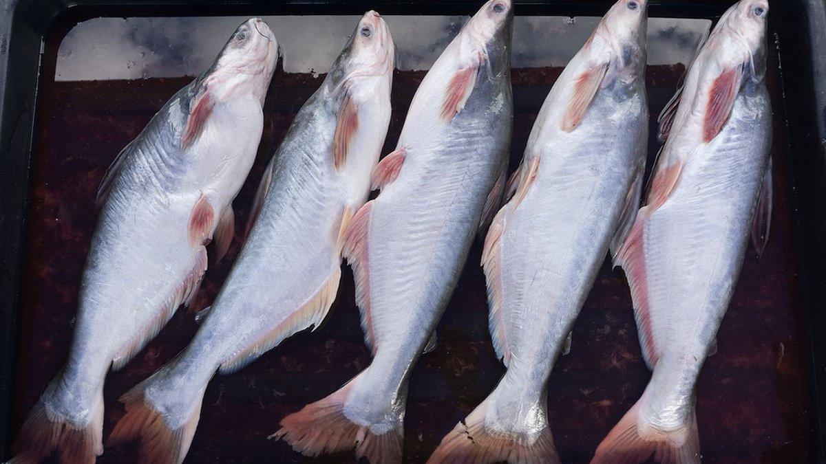 ilustrasi ikan patin