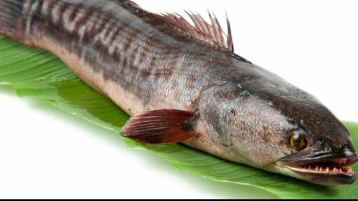 ilustrasi ikan toman