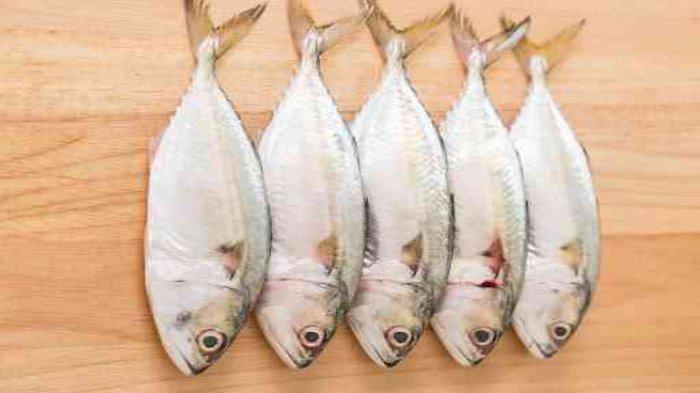 Ilustrasi ikan tongkol, salah satu jenis ikan yang tinggi kalsium