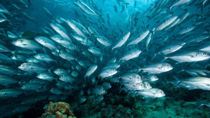 Ilustrasi bigeye tuna atau tuna mata besar