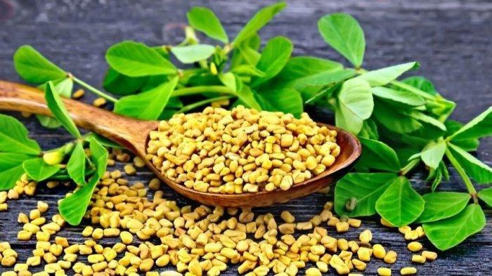Ilustrasi biji fenugreek