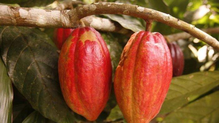 Ilustrasi buah kakao