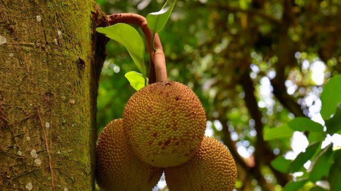 Ilustrasi buah nangka