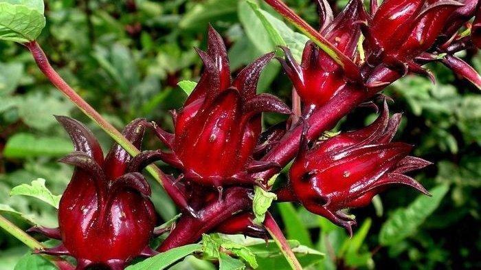 Ilustrasi - Bunga rosella bisa menurunkan gula darah