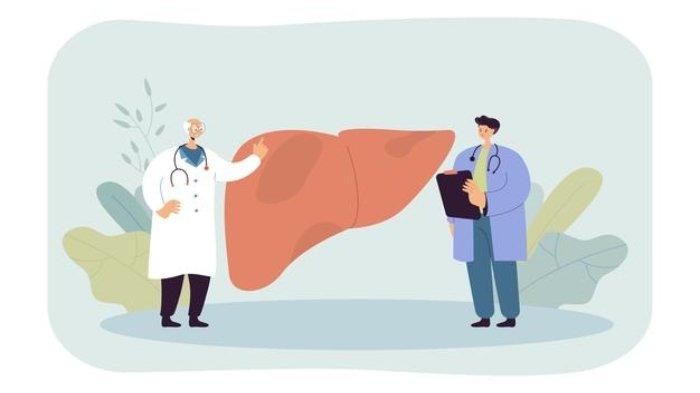 Ilustrasi organ hati atau liver, berikut ini cara meningkatkan kesehatan hati atau liver