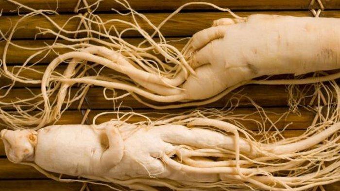 Ilustrasi gingseng, obat alami untuk atasi diabetes