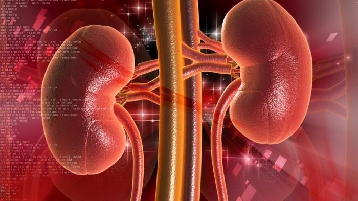 Ilustrasi ginjal manusia
