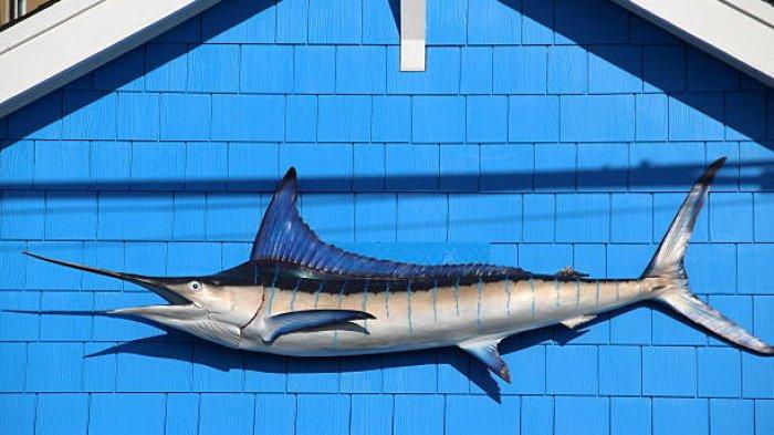 Ilustrasi ikan marlin