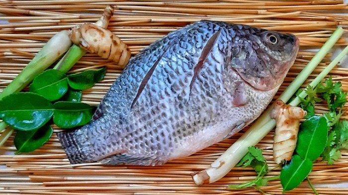 Ilustrasi ikan tilapia