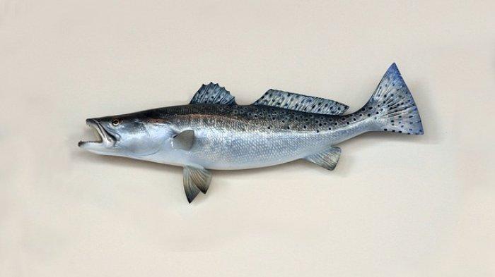 Ilustrasi ikan trout