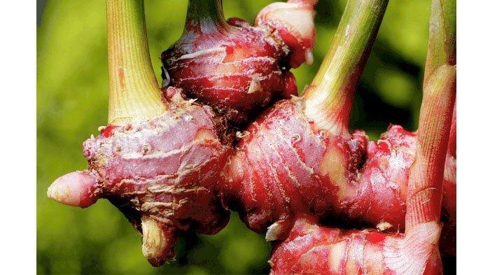 ilustrasi jahe merah