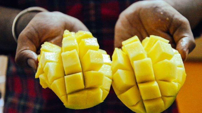Ilustrasi mangga, bolehkah penderita asam urat konsumsi mangga? simak penjelasannya berikut