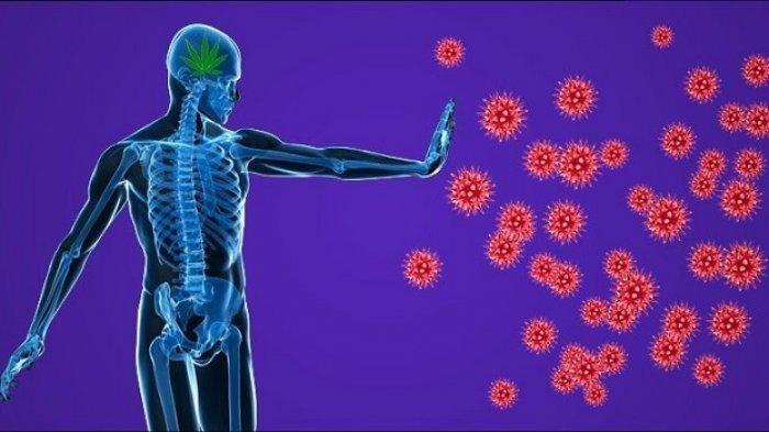 Ilustrasi meningkatkan sistem imun dengan imunomodulator bahan alami