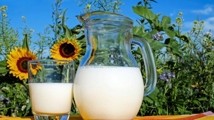 Ilustrasi susu, salah satu minuman yang bagus untuk kesehatan tulang