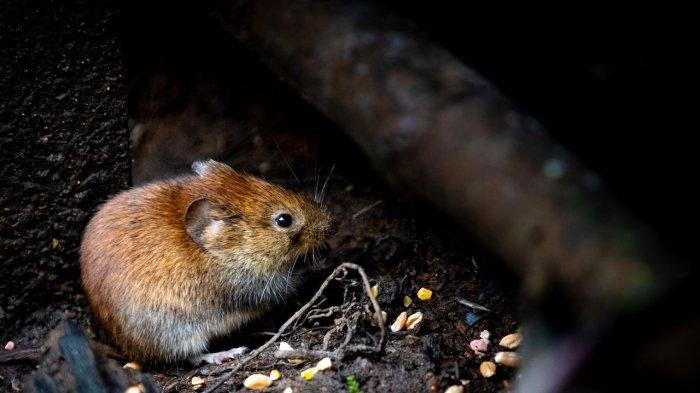 Ilustrasi muncul virus baru di China, ditularkan dari tikus