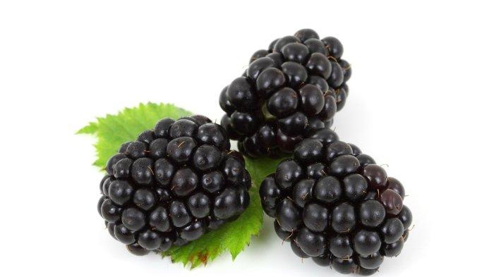 Ilustrasi buah blackberry yang kaya akan antioksidan