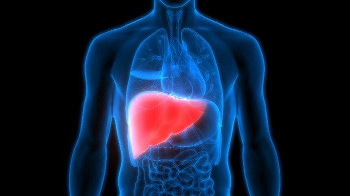 Ilustrasi organ hati atau liver, berikut ini cara meningkatkan kesehatan hati atau liver
