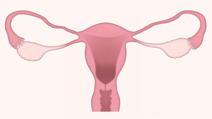 Ilustrasi penampakkan organ reproduksi wanita