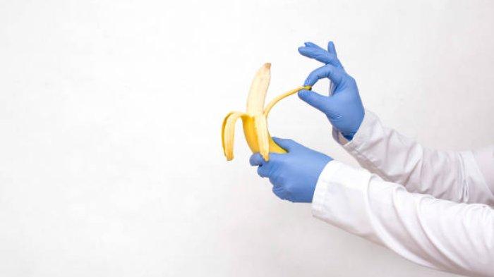 Ilustrasi penis yang tegang terus menerus