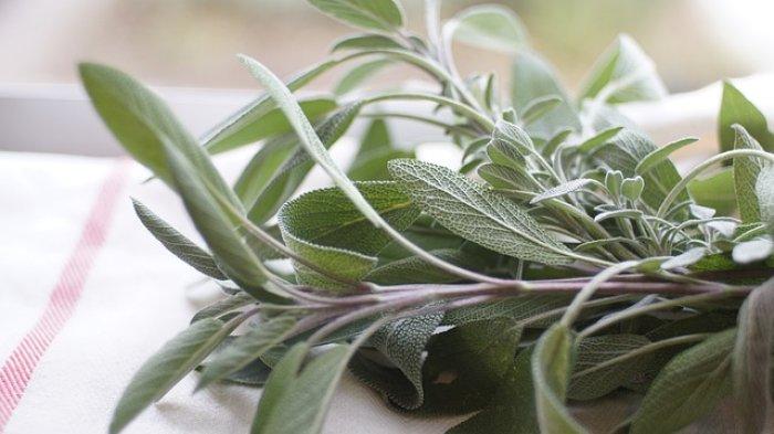 Ilustrasi tanaman herbal sage