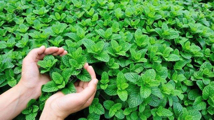 Ilustrasi peppermint yang sebaiknya dihindari penderita asam lambung, dapat memicu kekambuhan