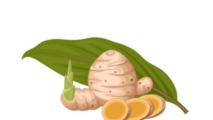 Ilustrasi temulawak