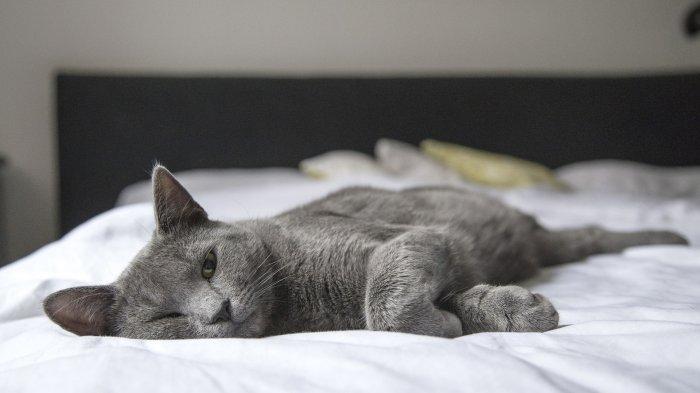 Ilustrasi tidur bersama kucing, apakah baik untuk kesehatan?