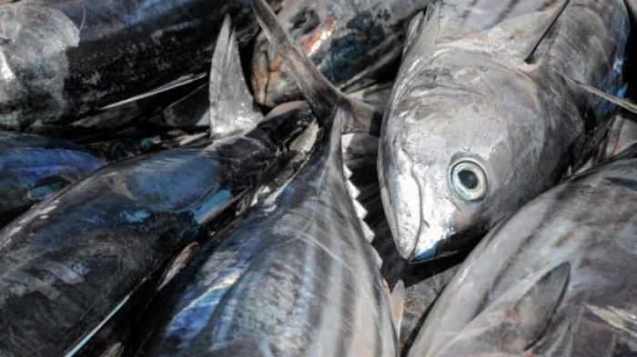 Ilustrasi tuna mata besar atau bigeye tuna