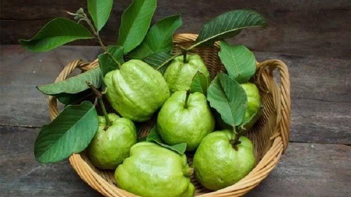 Manfaat daun jambu biji