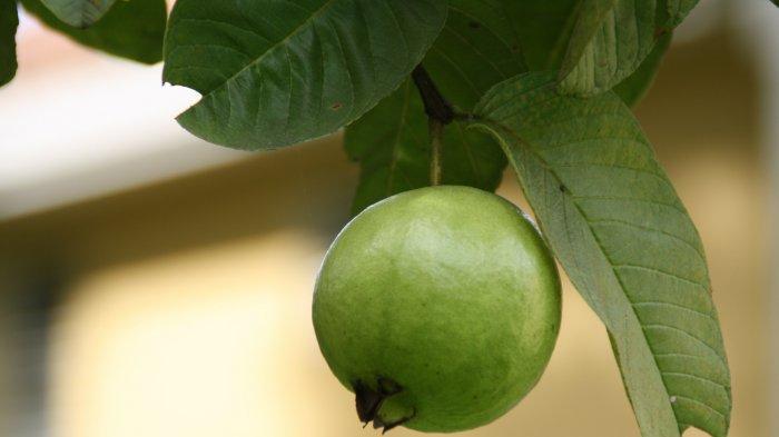 Jambu Bisa Tingkatkan Trombosit Penderita Demam Berdarah