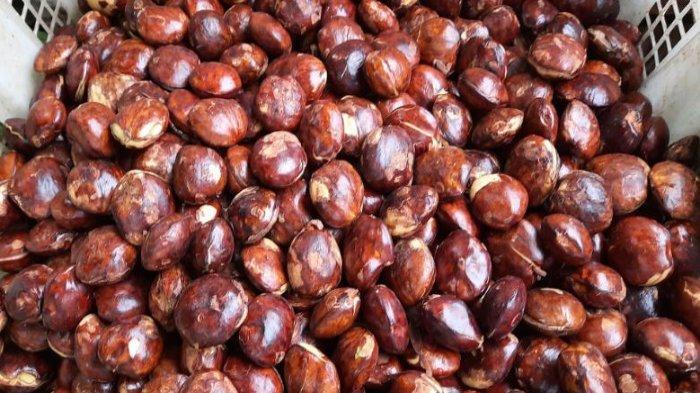 Ilustrasi jengkol