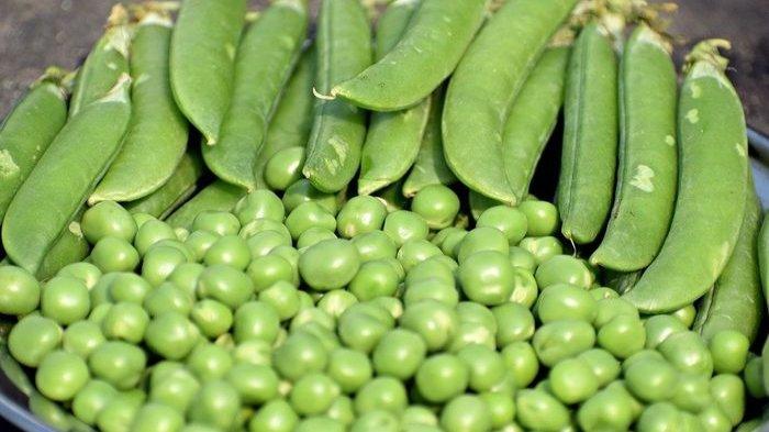 Ilustrasi kacang polong, berikut ini sederet manfaat kacang polong untuk kesehatan
