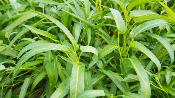 Kangkung
