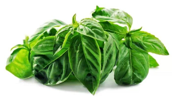 Ilustrasi daun kemangi, berikut ini manfaat yang didapat tubuh usai makan daun kemangi