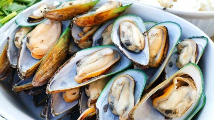 ilustrasi kerang