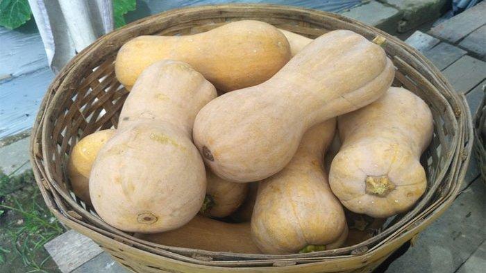 manfaat labu madu untuk kesehatan