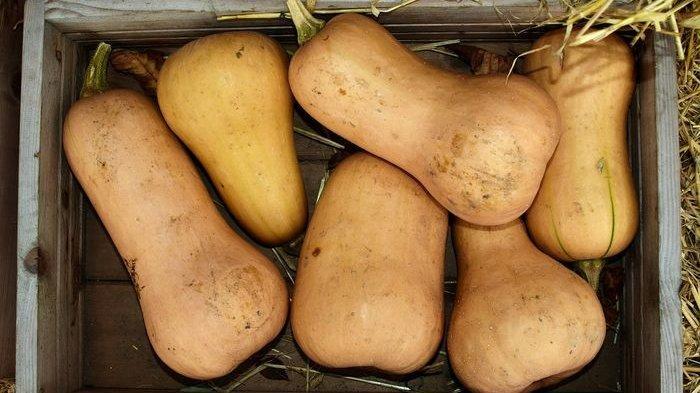 manfaat konsumsi labu madu untuk kesehatan