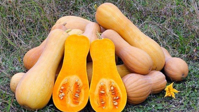 manfaat labu madu untuk kesehatan