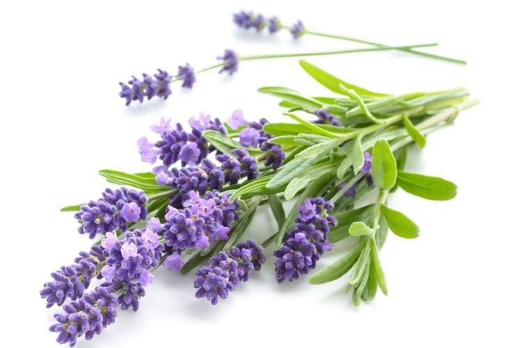 manfaat lavender untuk kesehatan
