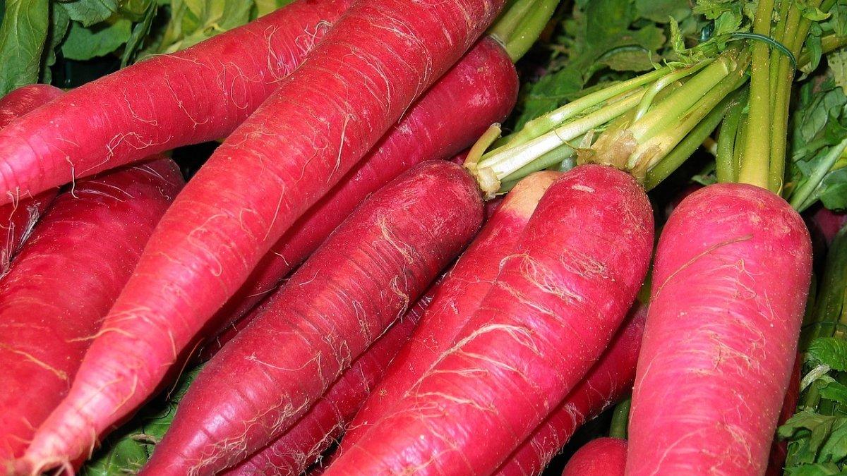 ilustrasi sayur lobak merah yang kaya akan antioksidan