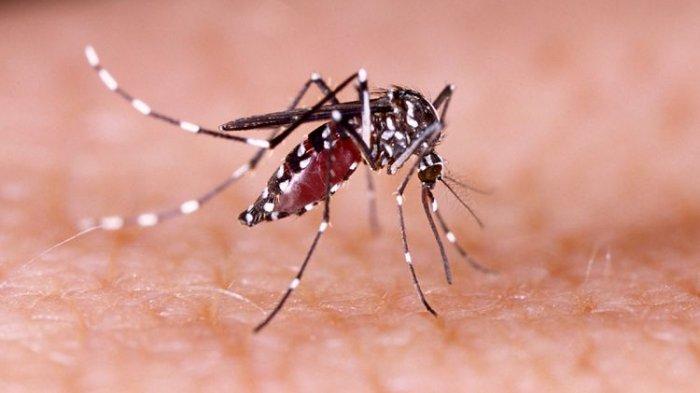 ilustrasi nyamuk penyeba malaria