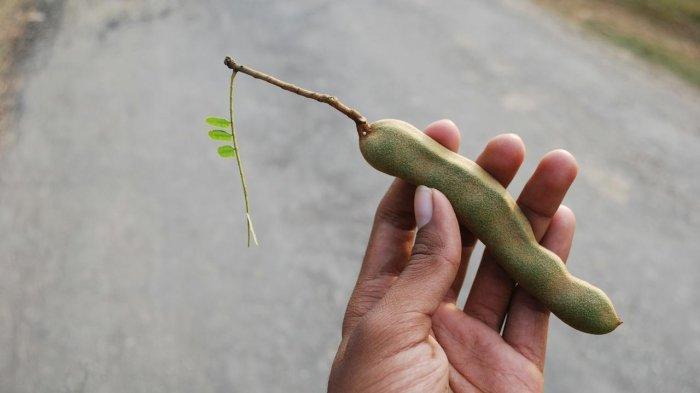 Manfaat asam jawa untuk kesehatan