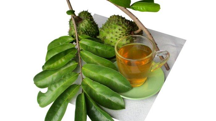manfaat daun sirsak untuk kesehatan