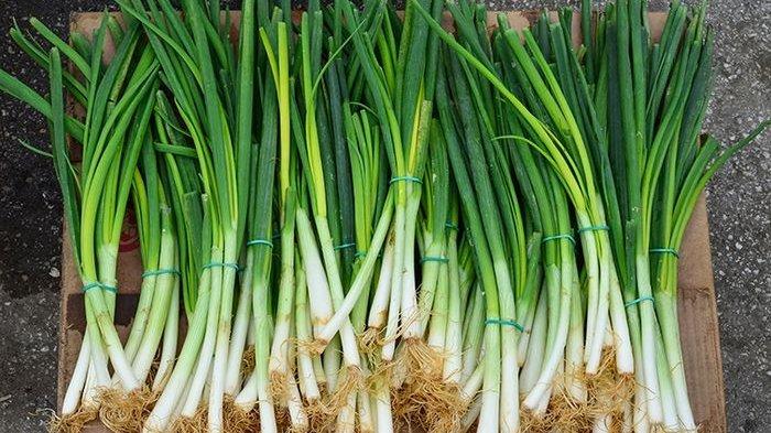 Ilustrasi daun bawang, berikut ini manfaat konsumsi daun bawang untuk kesehatan