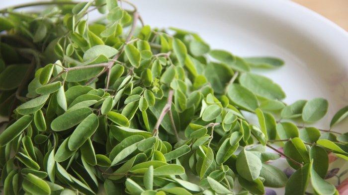 Mengenal potensi kesehatan daun kelor